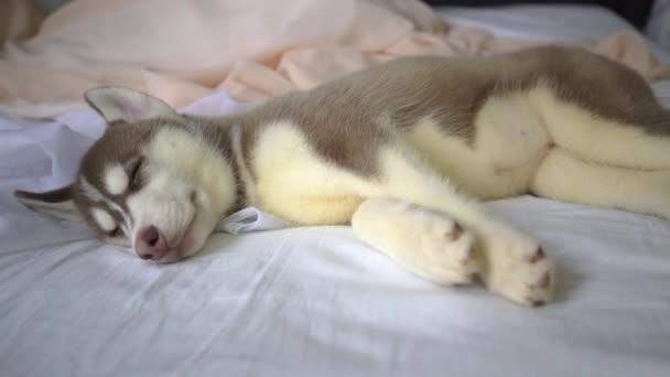 Schattig Siberische Huskey Pups Slapen — Stockvideo