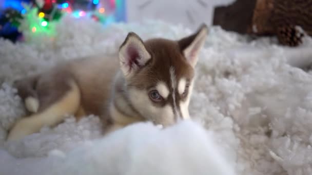 Cachorros Husky Siberianos Descansando — Vídeos de Stock