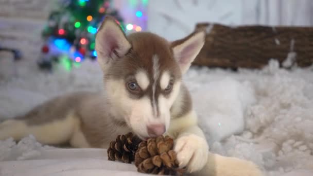 Aranyos Szibériai Husky Kutyus Játszik Lassú Mozgás — Stock videók