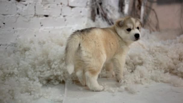 Nouvel An chiots mutie sur un fond de Noël .