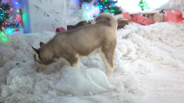 Año Nuevo Cachorros Cutie Fondo Navidad — Vídeo de stock