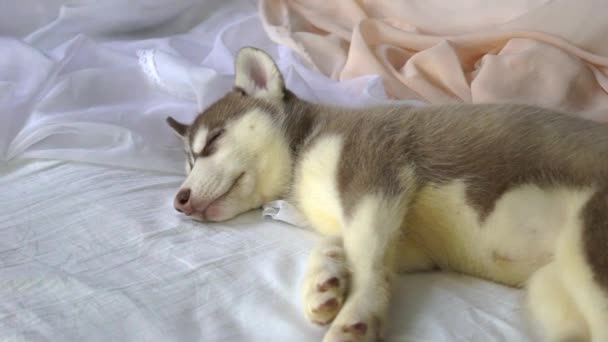 Yeni Yıl Tatili Içinde Uyuyan Küçük Husky Yavruları — Stok video