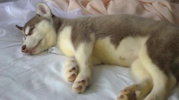 Bonito Cachorro Descascado Siberiano Dormindo — Vídeo de Stock