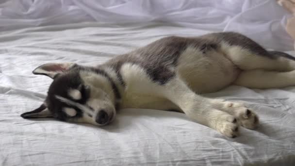 Kleine Husky Puppy Slapen Het Nieuwe Jaar Vakantie — Stockvideo