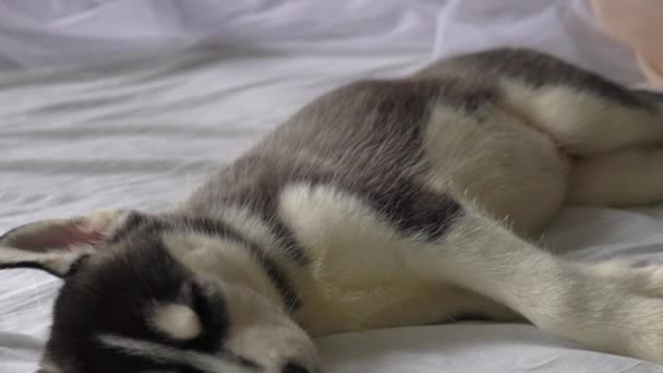 Sleeping Little Husky Puppies New Year Holiday — Stock Video