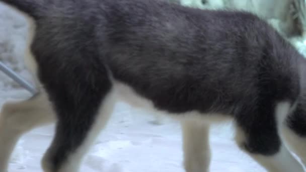 Lindos Cachorros Husky Recién Nacidos — Vídeo de stock