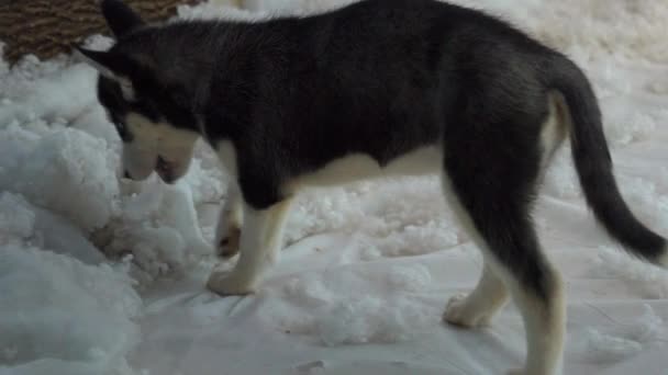 Lindo Siberiano Husky Cachorro Jugando Lento Moción — Vídeos de Stock
