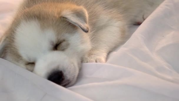 Sleeping Little Husky Puppies New Year Holiday — Stock Video