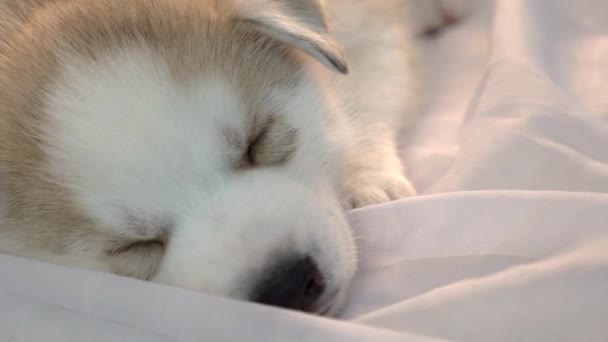 Pequenos Cachorros Husky Adormecidos Feriado Ano Novo — Vídeo de Stock