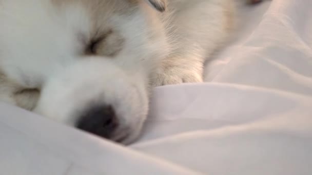 Σιβηρία Σκύλος Χάσκεϋ Χαριτωμένο Κουτάβι Που Κοιμάται — Αρχείο Βίντεο