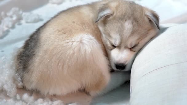 Bonito Cachorro Descascado Siberiano Dormindo — Vídeo de Stock