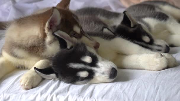 Durmiendo Poco Husky Cachorros Año Nuevo Vacaciones — Vídeos de Stock