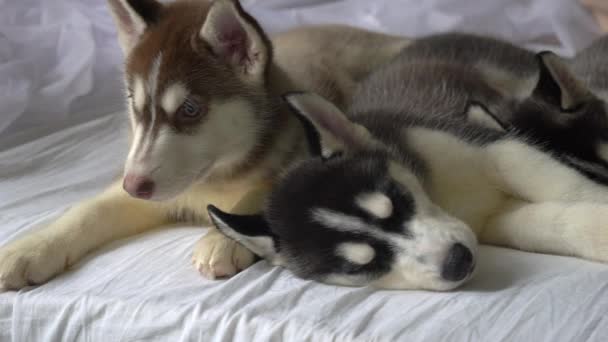 Pequenos Cachorros Husky Adormecidos Feriado Ano Novo — Vídeo de Stock