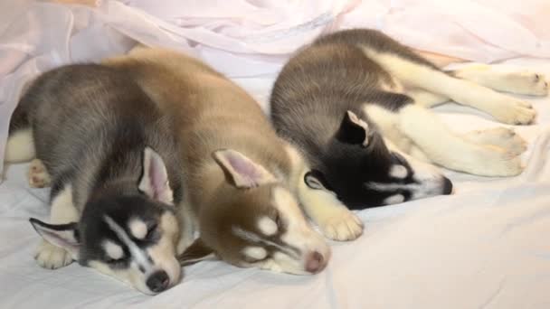 Sleeping Little Husky Puppies New Year Holiday — Stock Video