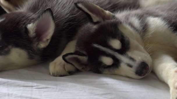 Yeni Yıl Tatili Içinde Uyuyan Küçük Husky Yavruları — Stok video