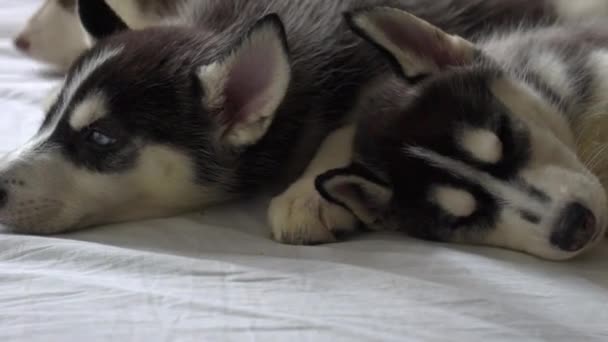 Lindo Siberiano Husky Cachorros Durmiendo — Vídeos de Stock