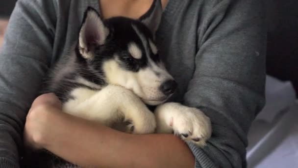 Husky Puppies Female Hands — Stock Video