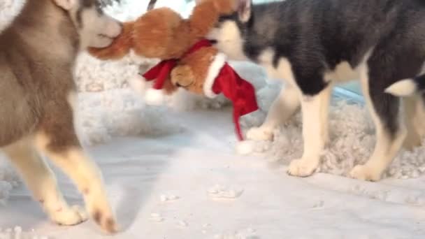 可爱的西伯利亚哈士奇小狗在休憩室玩耍 — 图库视频影像