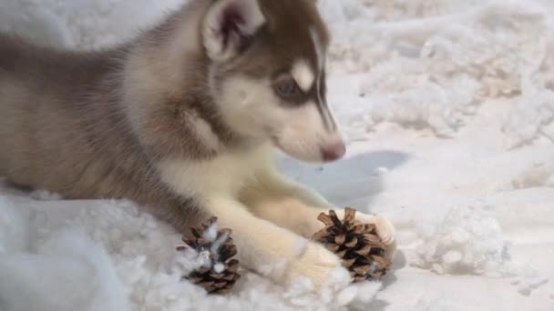 Schattig Tabby Kitten Siberische Husky Spelen Slow Motion — Stockvideo