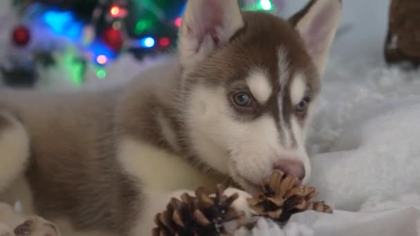 Cão Siberiano Husky Natal Ano Novo — Vídeo de Stock