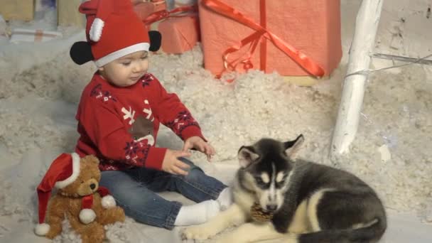 Flickan Med Henne Hund Husky — Stockvideo