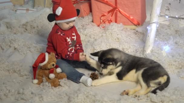 Flicka Leker Med Husky Dog Nära Julgran — Stockvideo