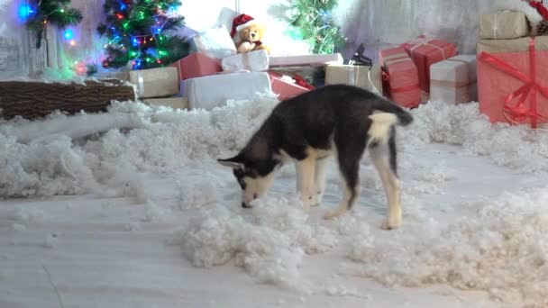 Schattig Husky Hond Buurt Van Nieuwjaar Boom Bewakers Kerstcadeaus — Stockvideo