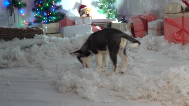 圣诞树旁的哈士奇宠物狗 — 图库视频影像