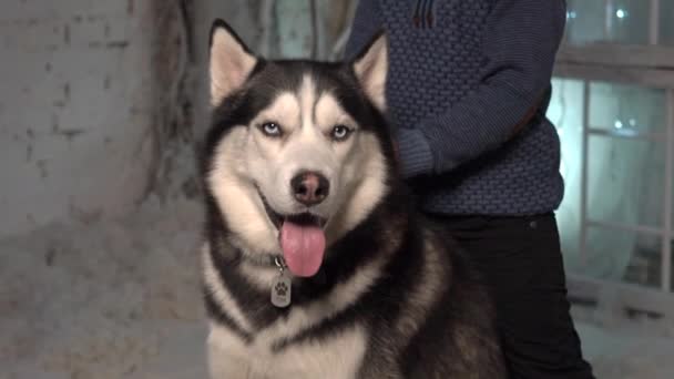 Σιβηρίας Husky Κοιτάζει Κάμερα — Αρχείο Βίντεο