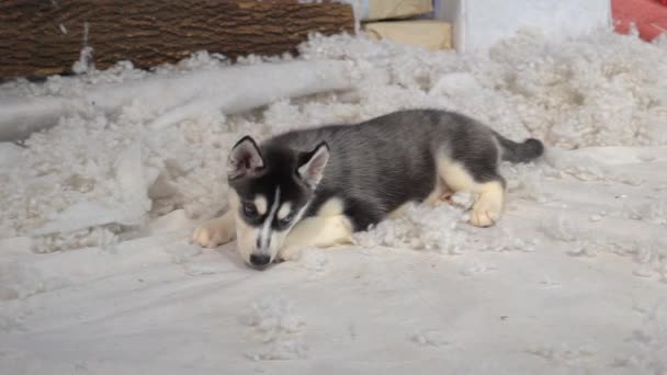 Schattige Siberische Husky Puppy Spelen Slow Motion — Stockvideo