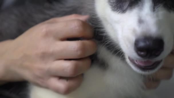 Husky Pups Voor Vrouwelijke Handen — Stockvideo