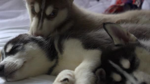 Χάσκι Μάτια Σκύλου Σιβηρίας Husky Γκρο Πλαν — Αρχείο Βίντεο