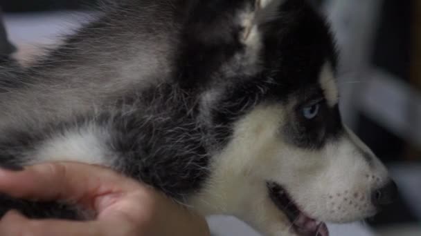 Kadın Kollarını Küçük Husky Köpek Tutar — Stok video