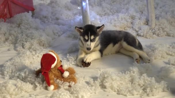 Valp Leka Med Toy Siberian Husky Valp — Stockvideo