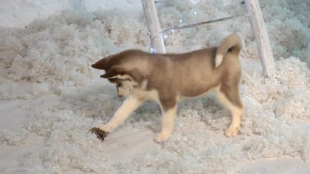 Husky Puppy Está Jugando Cámara Lenta — Vídeos de Stock