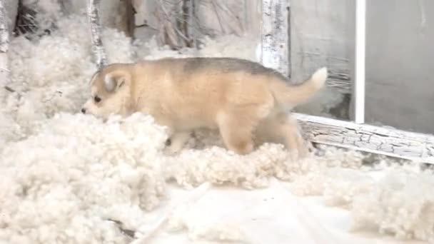 Husky Hondenogen Siberische Husky Close — Stockvideo