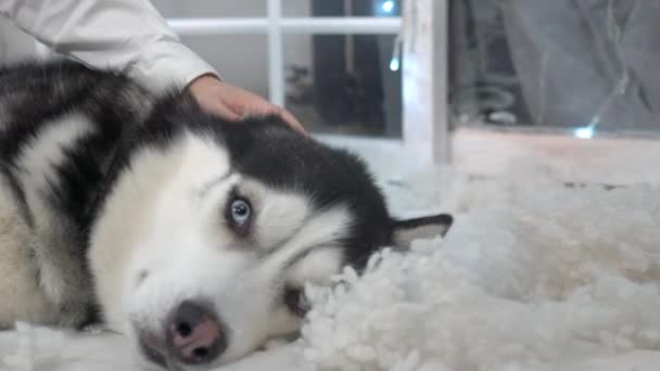 Κουρασμένος Σιβηρικό Γεροδεμένο Σκυλί Τοποθέτηση Πατωμάτων Closeup Κεφάλι — Αρχείο Βίντεο