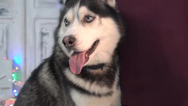 Perro Husky Rojo Blanco Joven — Vídeos de Stock