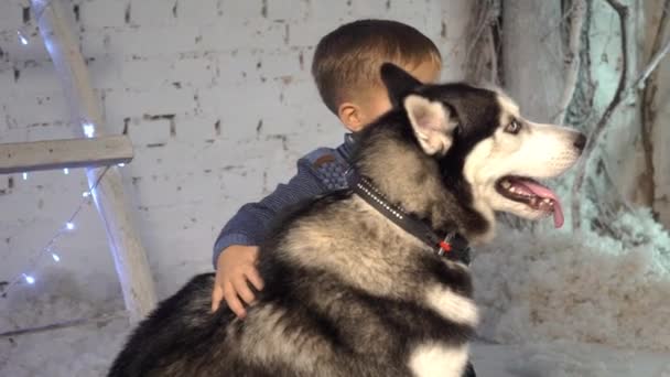 Pequeño Chico Guapo Sentado Con Cachorros Husky — Vídeos de Stock