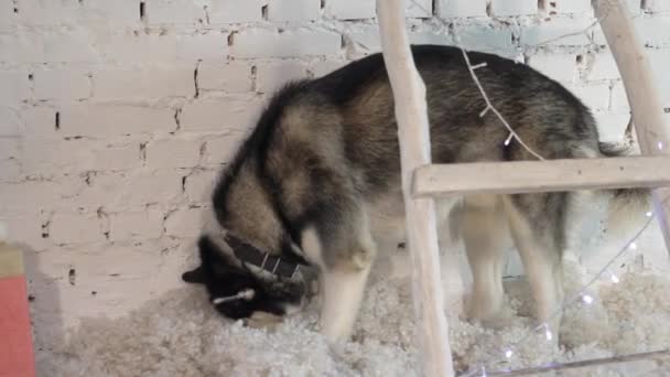 Husky Siberiano Luci Anno Nuovo Stile Vita Con Cane Mattone — Video Stock