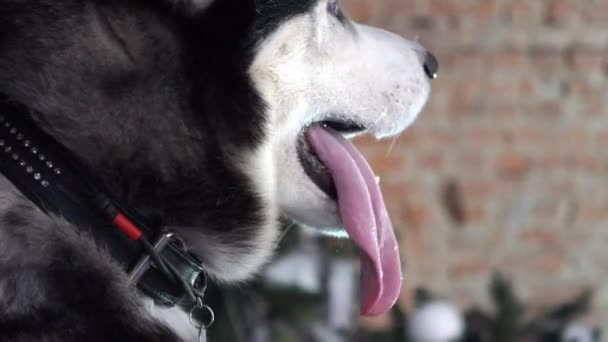Husky Köpek Gözü Sibirya Husky Yakın Çekimi — Stok video