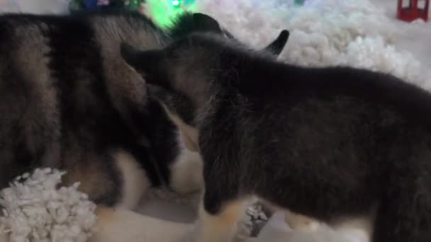 Retrato Husky Siberiano Blanco Jugando Con Cachorro Juntos — Vídeos de Stock