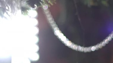 Noel ağacı ve konik dalı