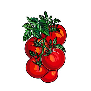 Beyaz arka plan üzerinde izole domates. Vektör karikatür çizim. Taze sebze, Vejetaryen, vegan sağlıklı organik gıda