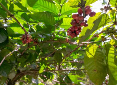 Kahve çiftliğindeki kahve meyvelerinin ve Limbangan 'daki tarlaların bulanık görüntüsü. Endonezya.