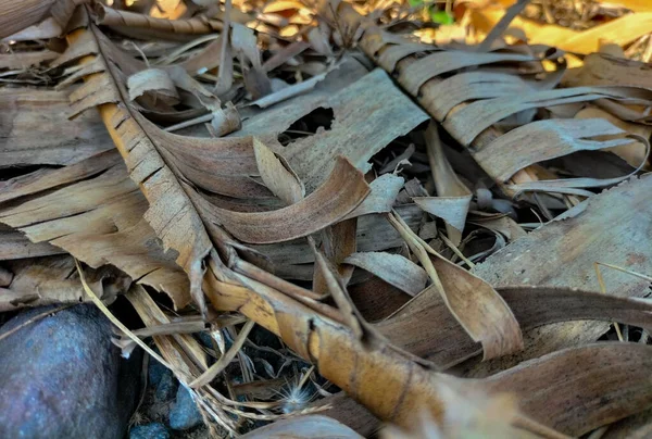 Selective focus. Dried banana leaves. Fallen or fallen banana leaves, banana trees, taken from the angle close-up.