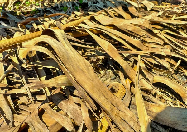 Selective focus. Dried banana leaves. Fallen or fallen banana leaves, banana trees, taken from the angle close-up.