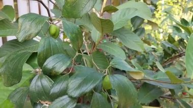 Olgunlaşmamış meyvelerle dolu bir Hint meyve ağacının görüntüsü. Büyük, güzel bir Jujube meyvesi büyüdü büyük bir Jujube meyvesi ağacında..