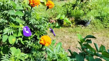 Kelebek bezelye bitkisi ya da yeşil yapraklı ve çarpıcı mor çiçekli klitoria ternatea videosu. Seçici odak.