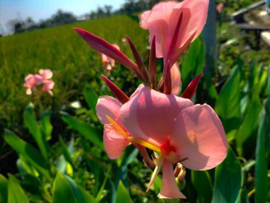 Yeşil doğal bulanık arkaplanı olan güzel pembe çiçeklerin yakın görüntüsü. Yapamam Lily. Hindistan Kısa Santrali. India ateş et. Bulsarana.
